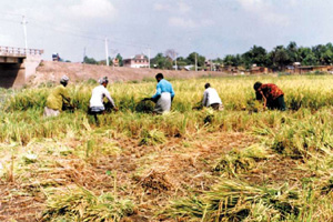 চিত্র:RiceHarvesting.jpg