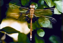 চিত্র:Dragonfly1.jpg