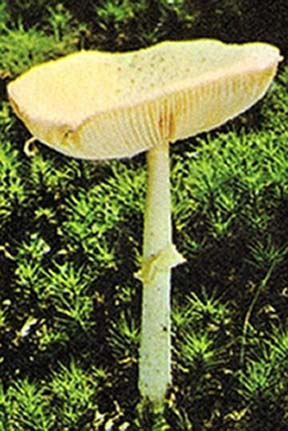 চিত্র:Mushroom2.jpg