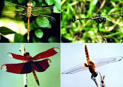 চিত্র:Dragonfly.jpg