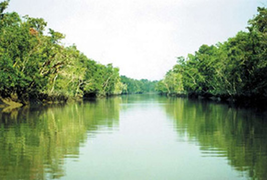 চিত্র:SundarbansThe1.jpg
