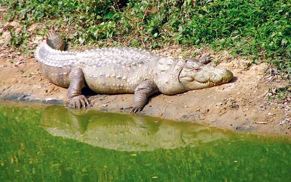 চিত্র:CrocodileEstuarine.jpg