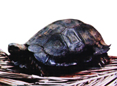 চিত্র:Turtle.jpg