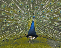 চিত্র:Peacock2.jpg