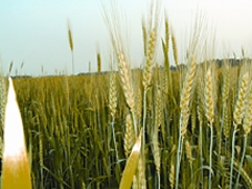 চিত্র:Wheat.jpg