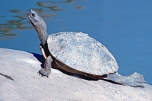 চিত্র:TurtleTortoise1.jpg