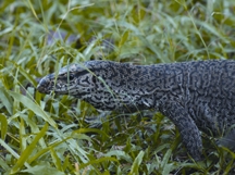চিত্র:LizardVaranusBengalensis.jpg