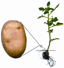 চিত্র:Potato.jpg