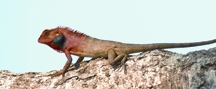 চিত্র:LizardCalotesVersicolo.jpg