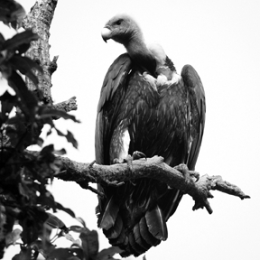 চিত্র:VultureWhite-rumped.jpg