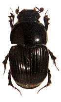 চিত্র:Beetle6Scarabaeid.jpg