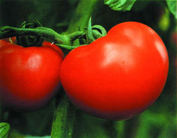 চিত্র:Tomato.jpg