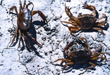 চিত্র:Crab1.jpg