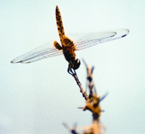 চিত্র:Dragonfly2.jpg