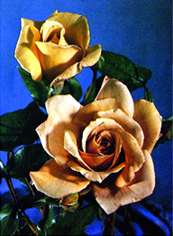 চিত্র:Rose 06.jpg