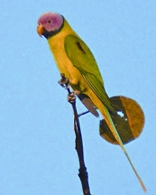 চিত্র:ParakeetBlossom-headedParakeet.jpg
