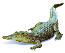 চিত্র:Crocodile.jpg