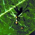 Asemonea andamanensis