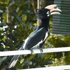 চিত্র:HornbillOrientalPied.jpg