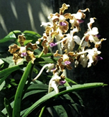 চিত্র:OrnamentalPlants4.jpg