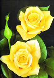 চিত্র:Rose 09.jpg