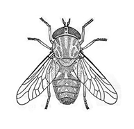 চিত্র:FlyHousefly.jpg