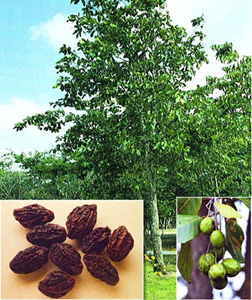 চিত্র:Horitaki.jpg