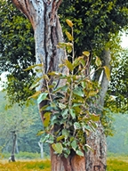 চিত্র:EpiphytePlantBat.jpg