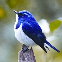 চিত্র:FlycatcherUtramarine.jpg