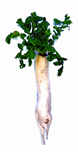 চিত্র:Radish.jpg