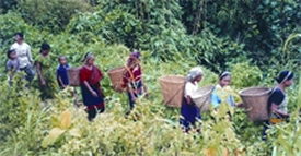 চিত্র:TribalCultureJhumCultivation.jpg