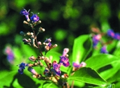 চিত্র:WildFlower12SagarNishinda.jpg