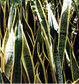 চিত্র:OrnamentalPlants8.jpg