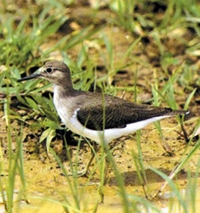 চিত্র:WaderCommonSendpiper1.jpg