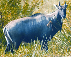 চিত্র:BoselaphusTragocamelus.jpg