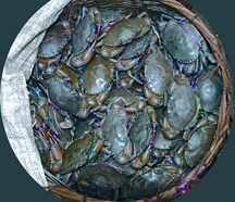 চিত্র:CrabAdat.jpg