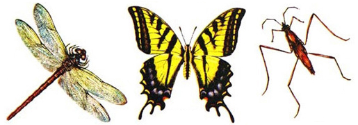 চিত্র:Insect2.jpg