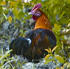 চিত্র:RedJunglefowl.jpg