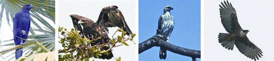 চিত্র:Eagle3.jpg