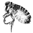 চিত্র:Flea2.jpg