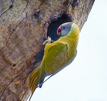চিত্র:ParakeetGrey-headedParakeet.jpg