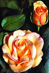 চিত্র:Rose 07.jpg