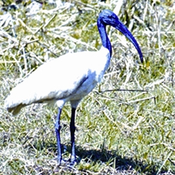 চিত্র:IbisRednaped.jpg