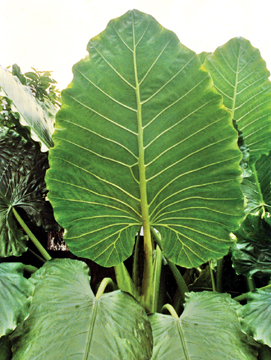 চিত্র:Aroid.jpg