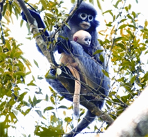চিত্র:TrachypithecusPhayrei.jpg