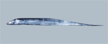 চিত্র:TrichiurusLepturus.jpg