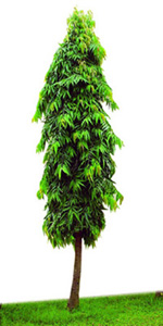 চিত্র:Debdaru.jpg