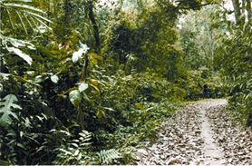 চিত্র:ForestEvergreen.jpg