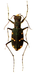 চিত্র:Beetle1Cicindelid.jpg