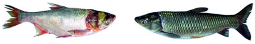 চিত্র:ExoticFish3.jpg